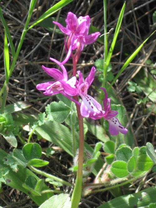 Anatolian Orchid Chios