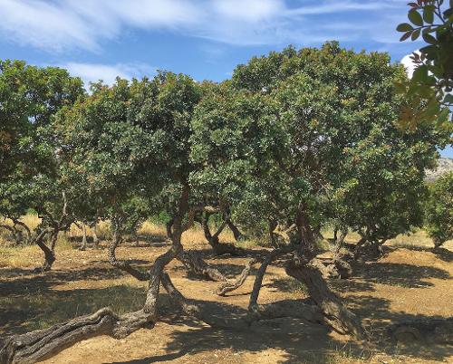 Mastic trees Chios