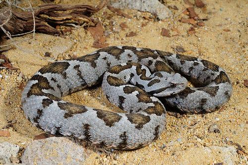 Chios Asia Minor viper