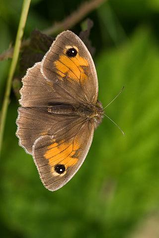 Butterfly Chios