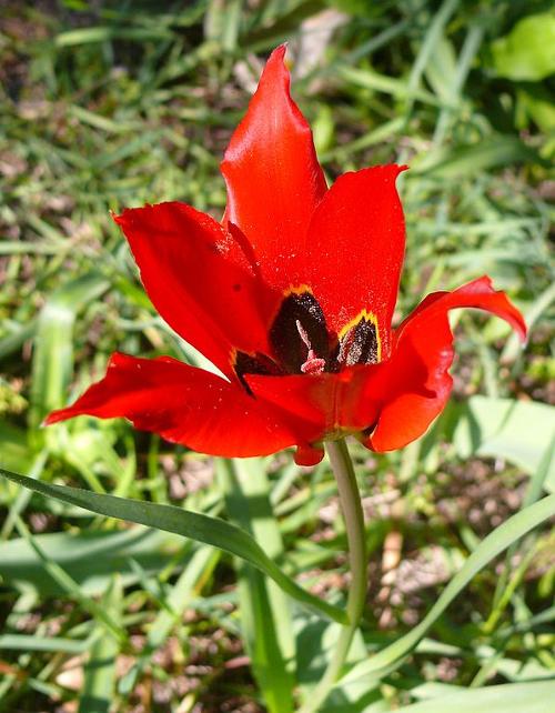Tulipa agenensis Chios