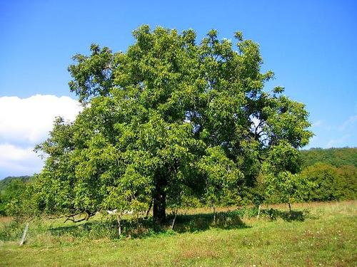 Colombia Walnut Tree