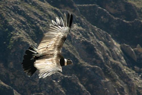 Colombia Condor 