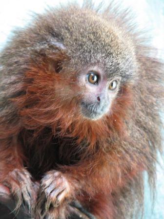 Colombia Callicebus Caquetensis 