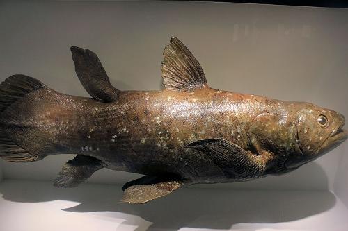 Coelacanth Comoros