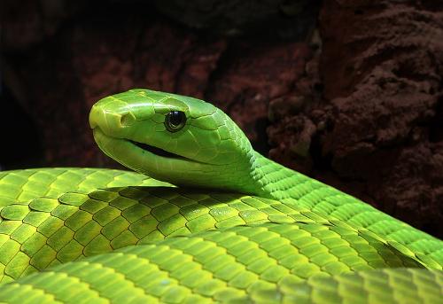 Green Mamba Congo Brazaville