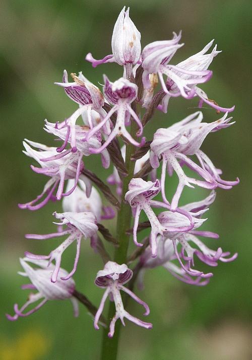 Monkey Orchid, Corfu