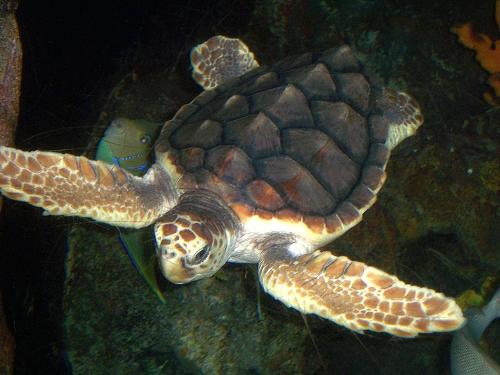 Loggerhead Sea Turtle, Corfu