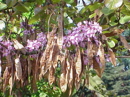 European Judas Tree, Corfu