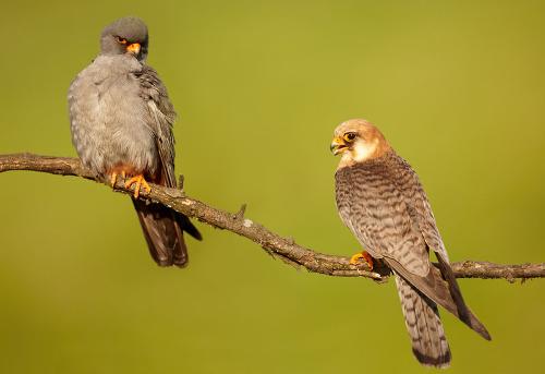 Red-footed Falcon, Corfu