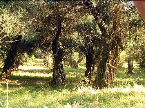 Olive Trees, Corfu