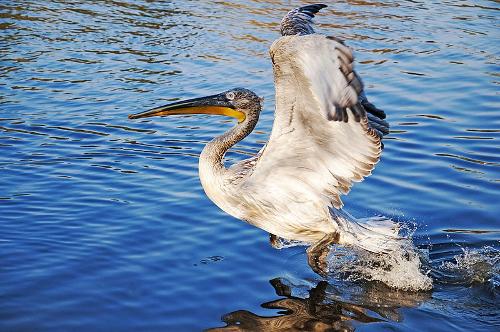 Dalmatian Pelican, Corfu