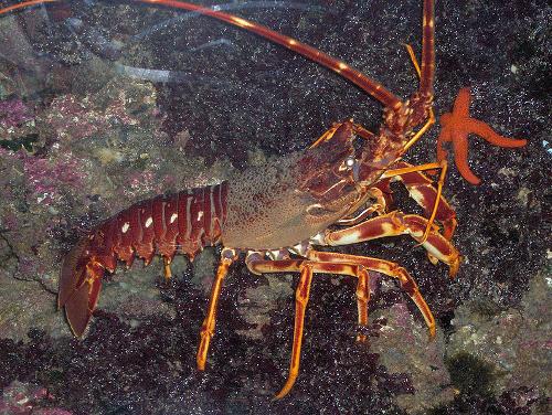Corsican spiny lobster