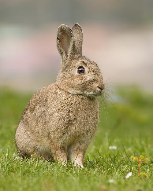 Rabbit, Costa Blanca