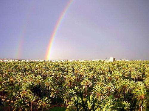 Date palm forest in Elche, Costa Blanca