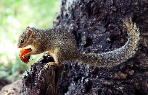 Squirrel, Costa Brava