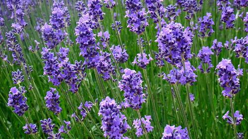 Lavender, Costa Brava