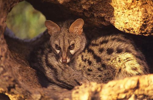 Genet, Costa del Sol