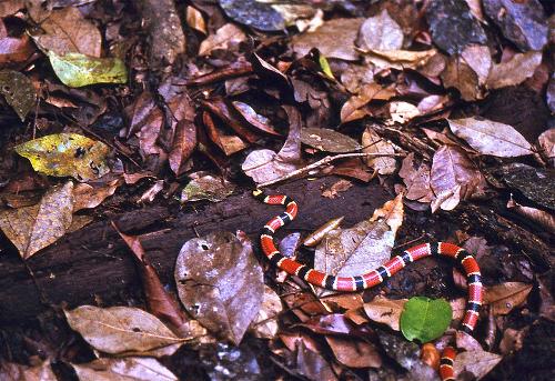 Coral snake Costa Rica