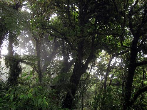Cloud forest Costa Rica