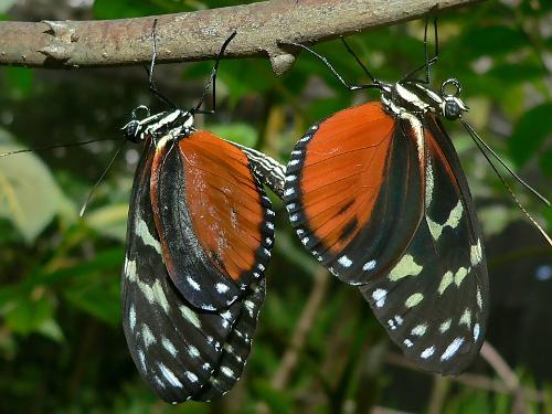 Spyrogyra Butterfly Garden in San Jose, Costa Rica