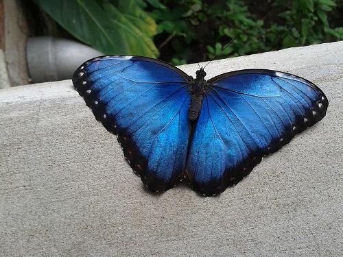 Blauwe Morpho, Costa Rica