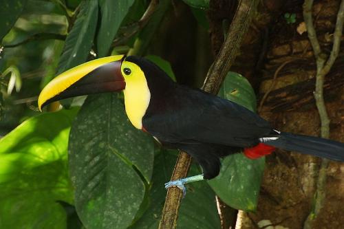 Swainson's toucan, Costa Rica