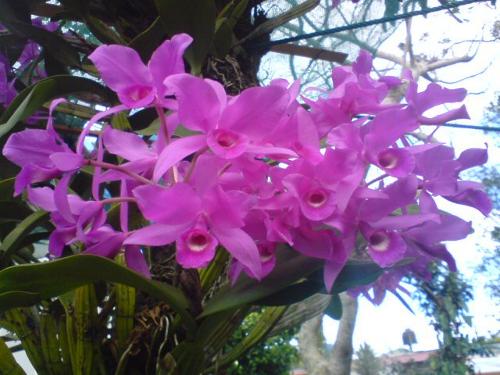Guaria Morada orchid is Costa Rica's national flower