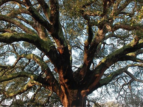 Cork Oak, Costa verde