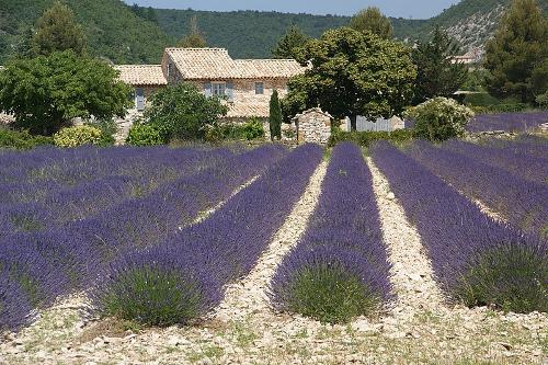Lavender Fields Cote D'Azur