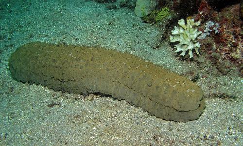 Sea Cucumber Cote D'Azur