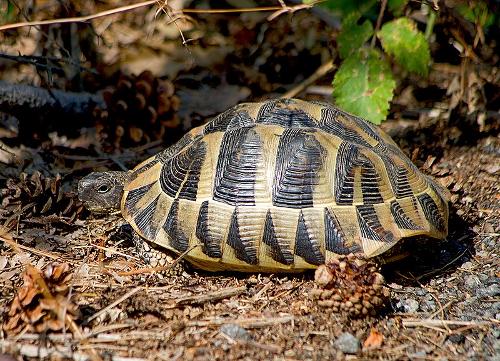 Hermanns Tortoise, Cote D'Azur