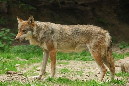 Wolves are back in Parc National de Mercantour