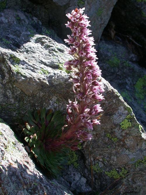 Saxifraga florulenta Cote D'Azur