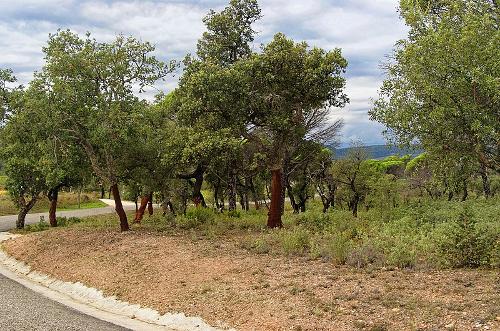 Olive Trees Cote D'Azur