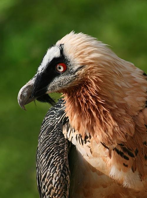 Bearded Vulture, Crete