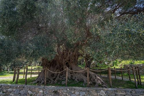Olive Tree, Crete