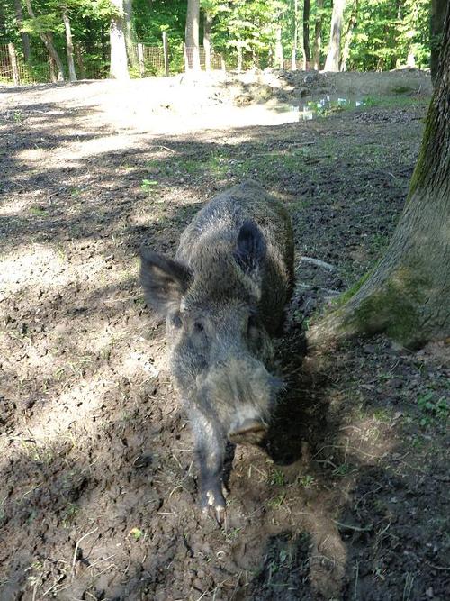 Wild boar in a forest, northern Croatia