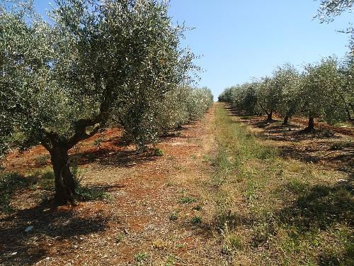 Olive plantation in Istria, Croatia
