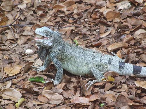 Iguana Curacao