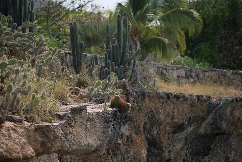 Cacti on the cliff ledge, Westpunt, Curaçao