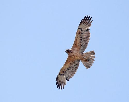 Bonelli's Eagle