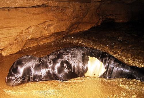 Monk Seal Cyprus