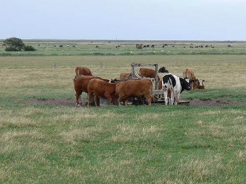 Cattle Denmark