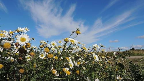 Daisies Denmark