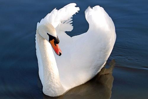 Swan Denmark