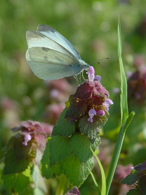 Cabbage White Dordogne