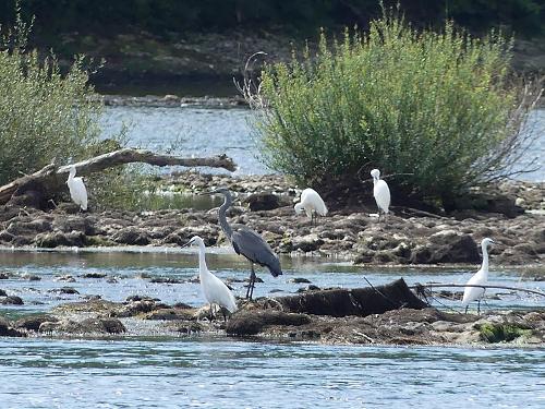 Birds at the Dordogne