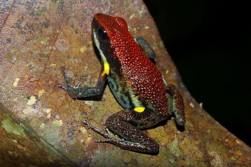 Poison dart frogs Ecuador