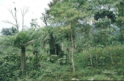 Pristine rainforest in Ecuador